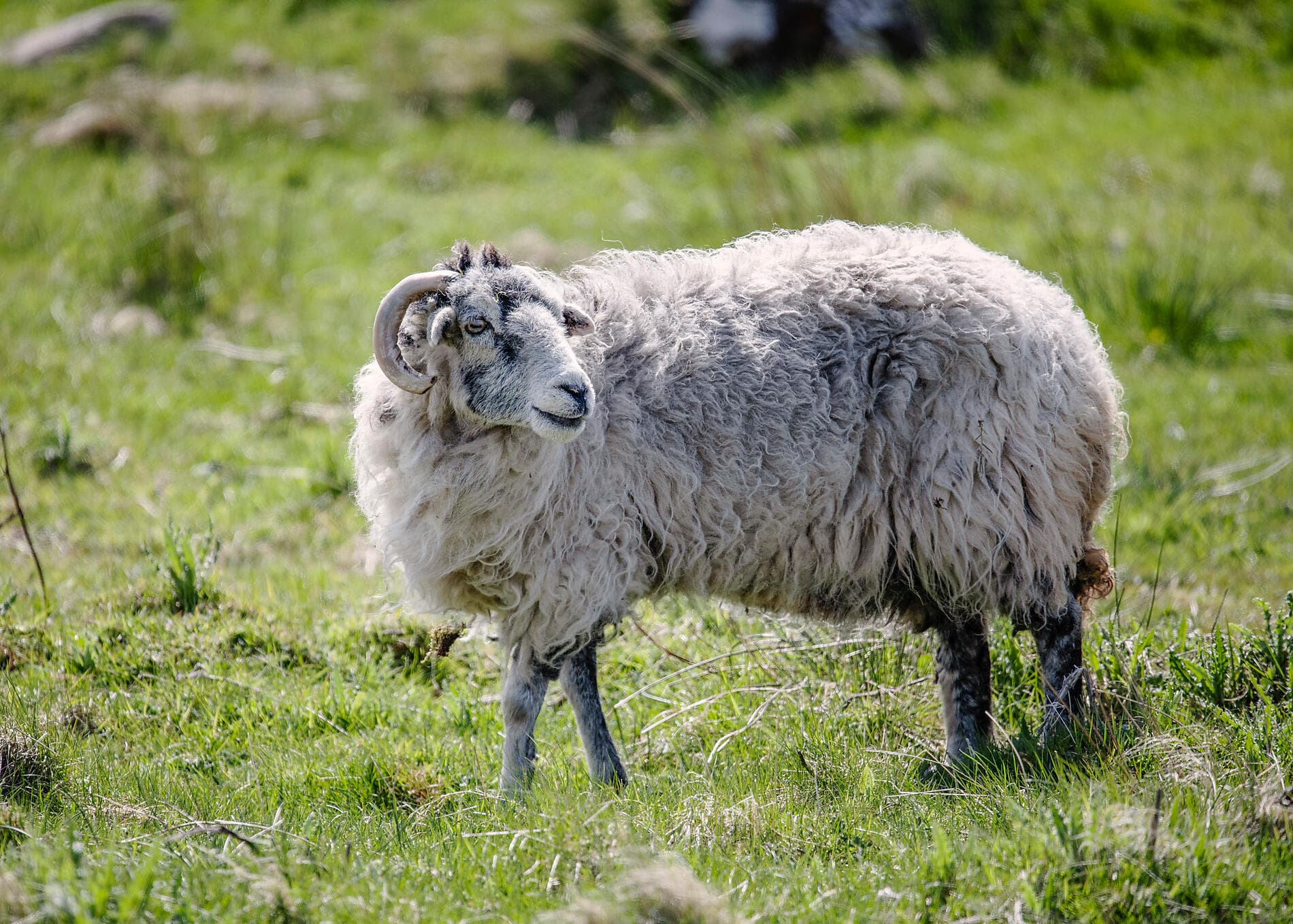 Îles écossaises et fjords norvégiens 