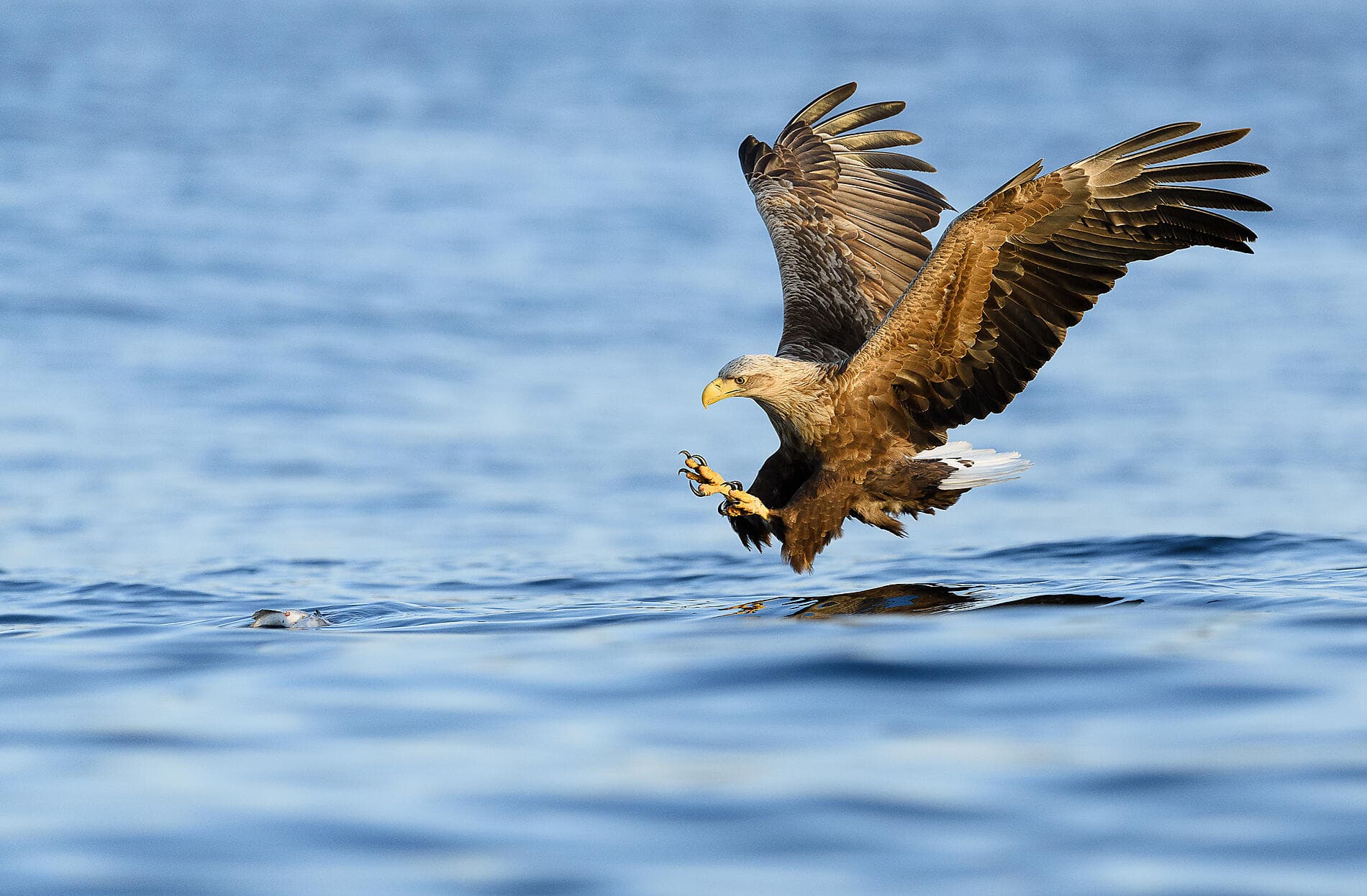Splendeurs automnales des Lofoten aux fjords de Norvège 