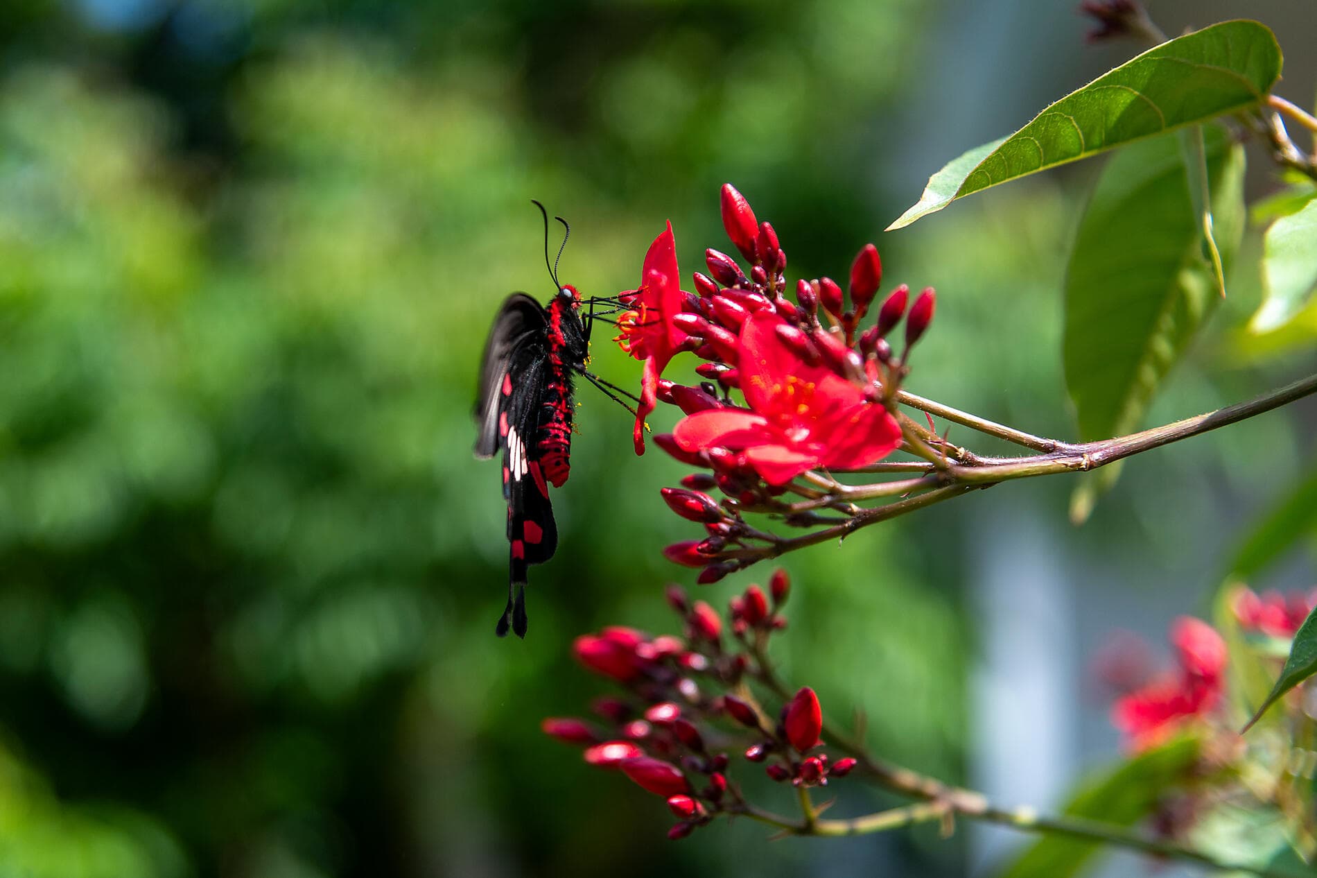 Odyssée au cœur des îles subtropicales du Japon