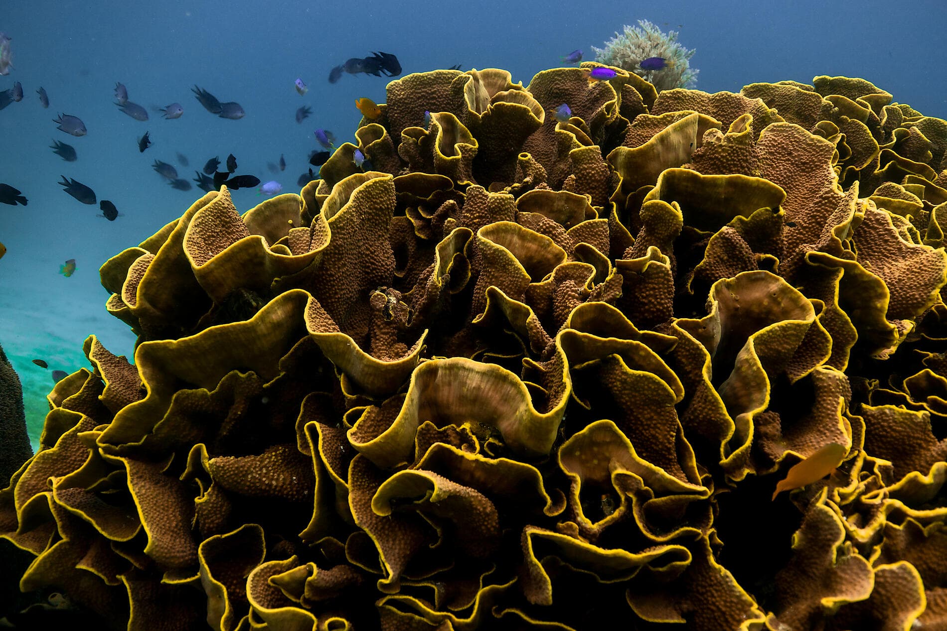 Raja Ampat et les îles aux Épices 