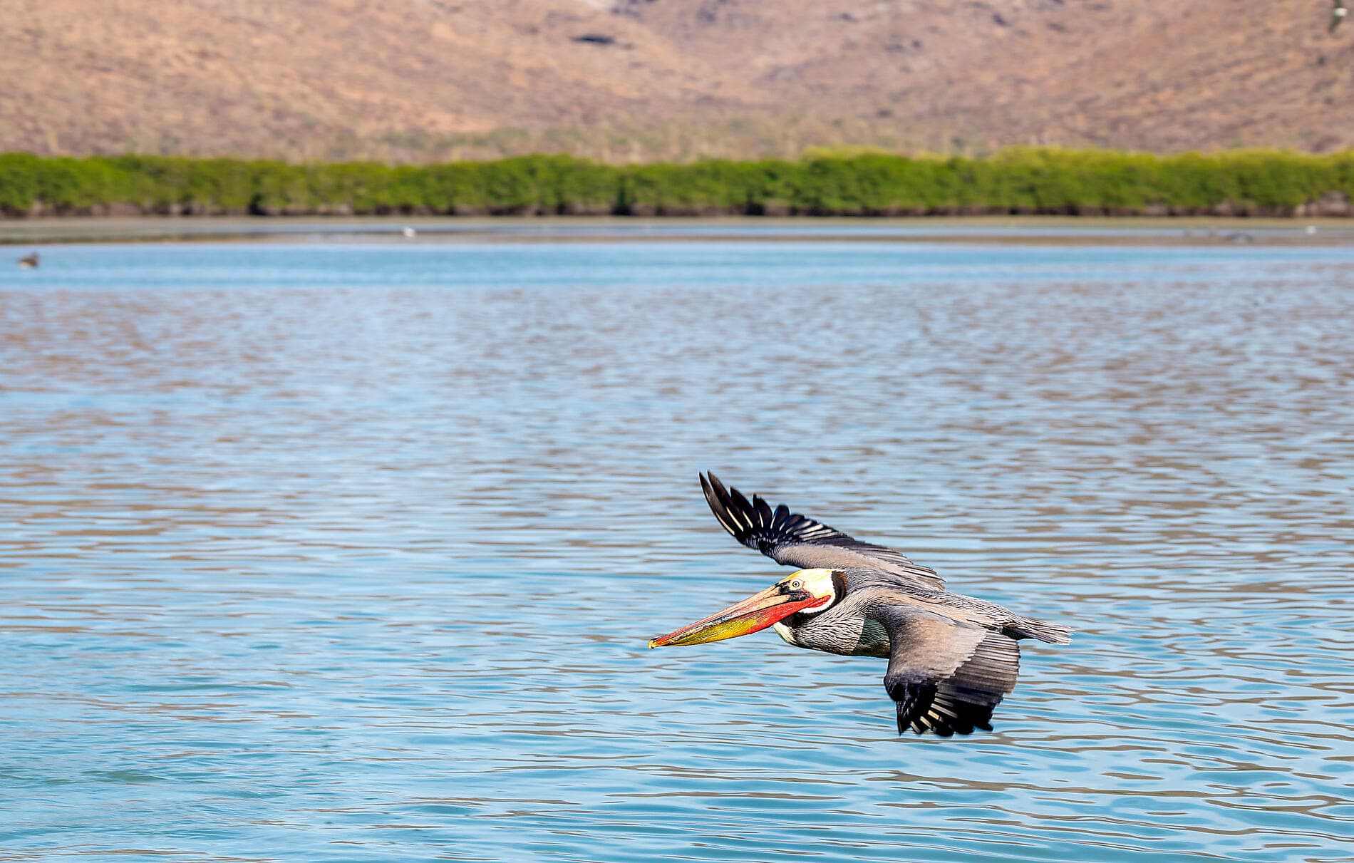 Exploration au cœur de la Basse-Californie   