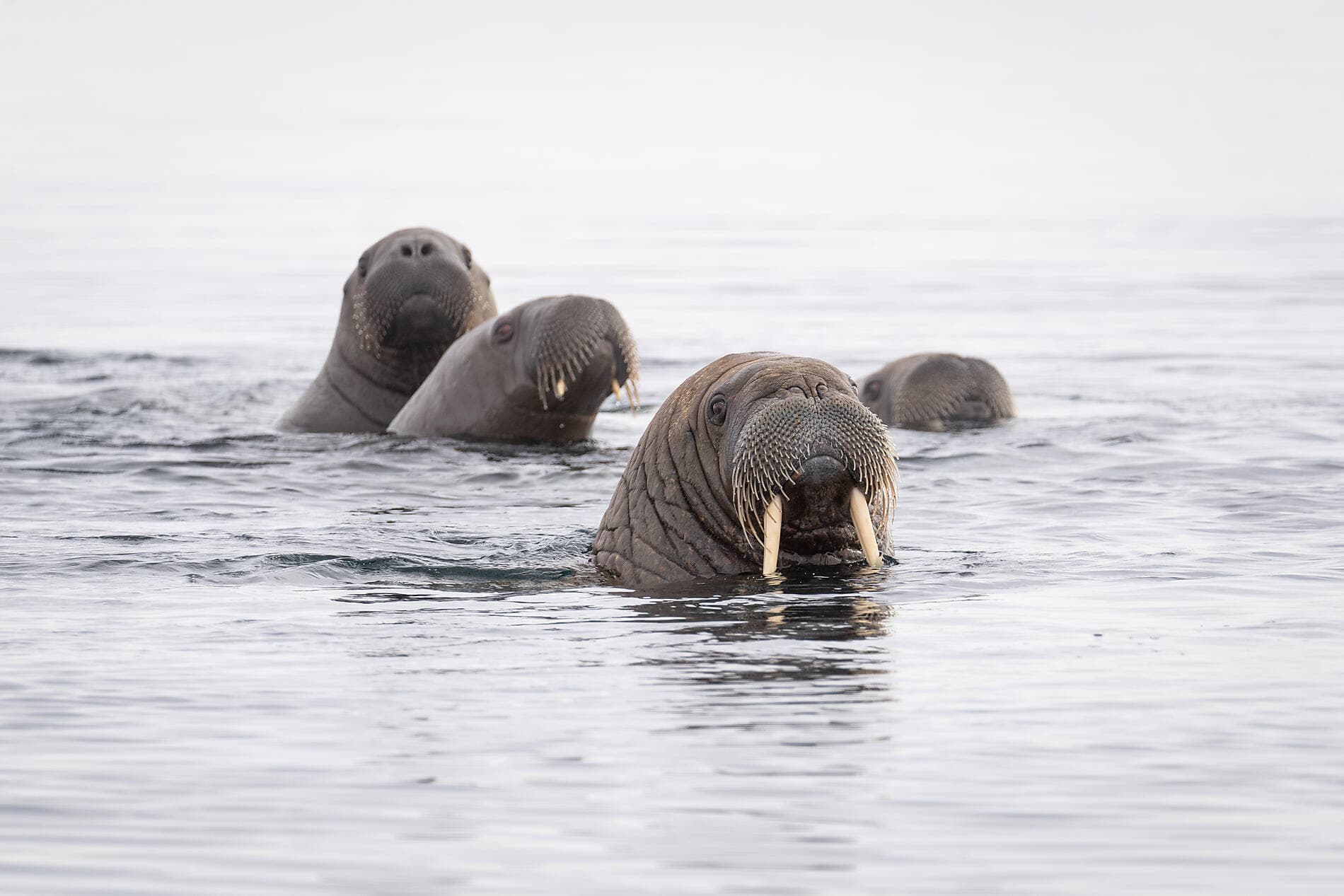 Au cœur des glaces de l'Arctique, du Groenland au Svalbard 