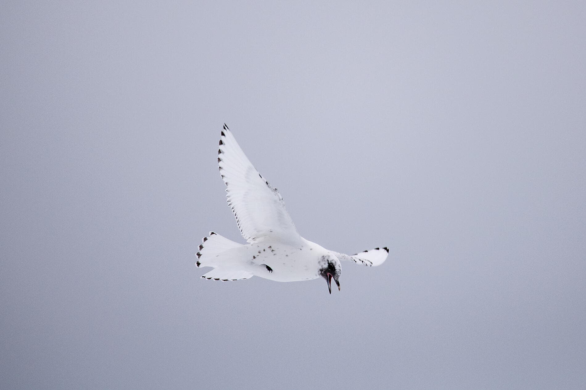 Le pôle Nord géographique et côte est du Groenland 