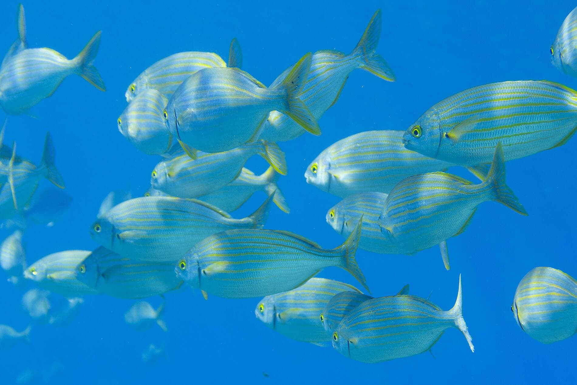 La grande boucle corse