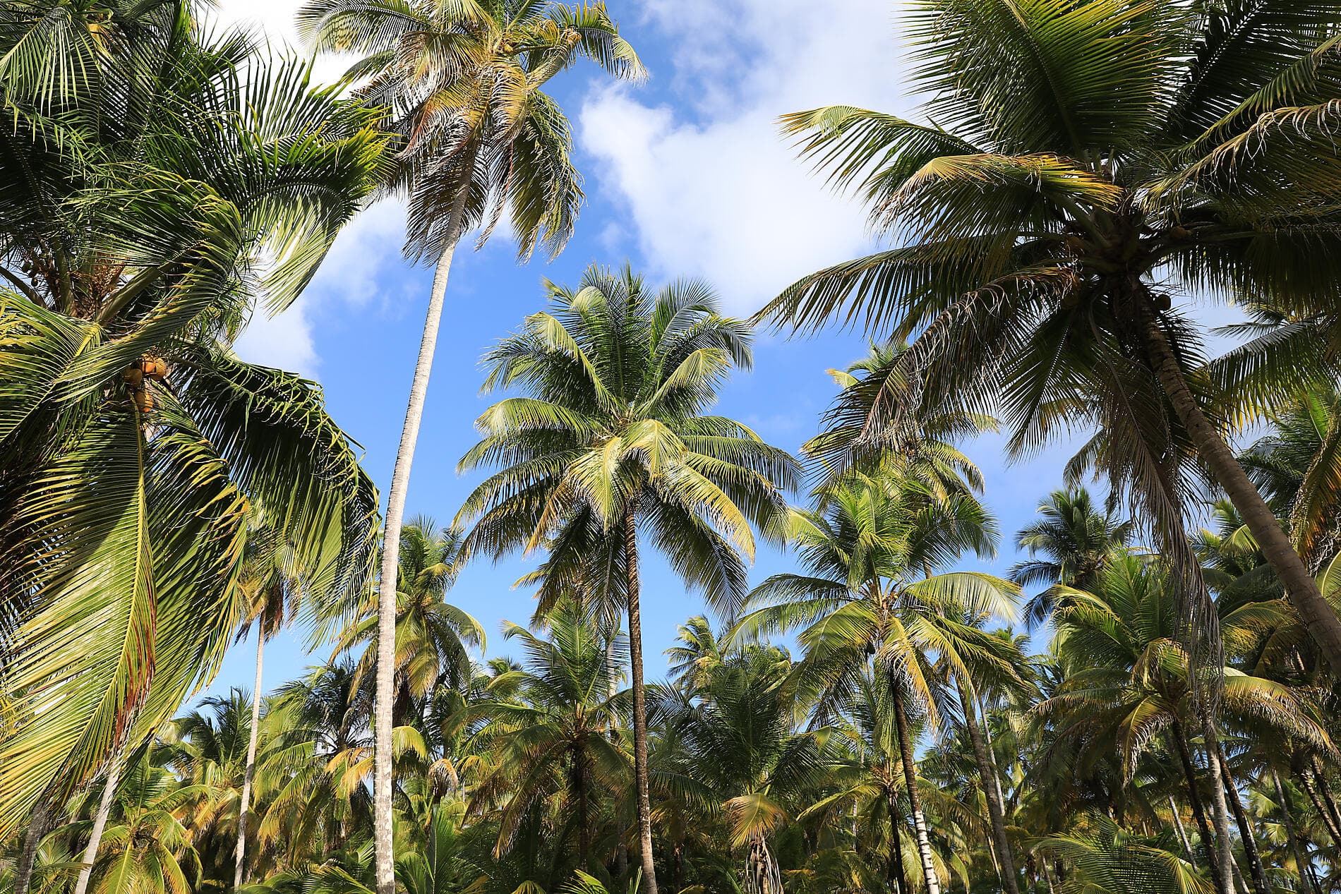 De la beauté sauvage du Panama aux rivages péruviens 