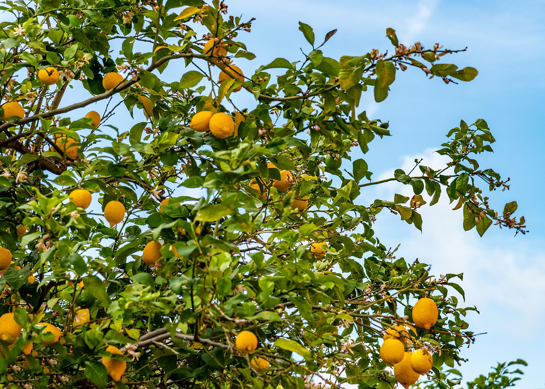 De la Riviera ligure à la Sicile, sous les voiles du Ponant