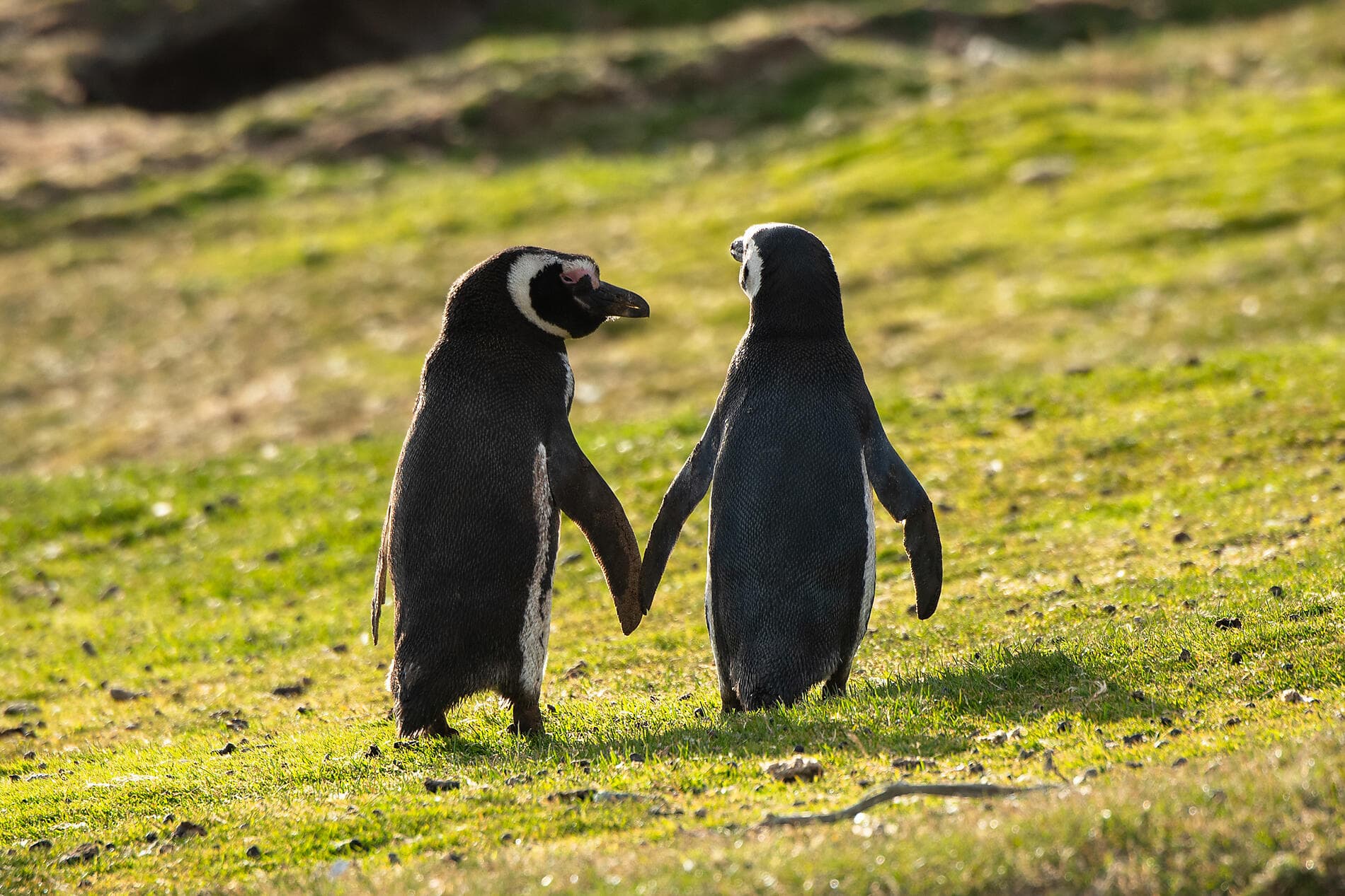 La grande boucle australe