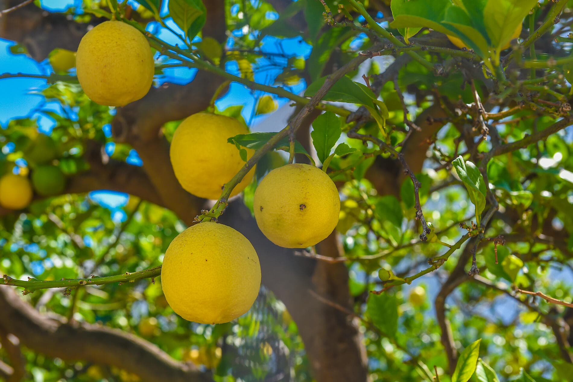 Festival de Pâques au cœur des îles grecques