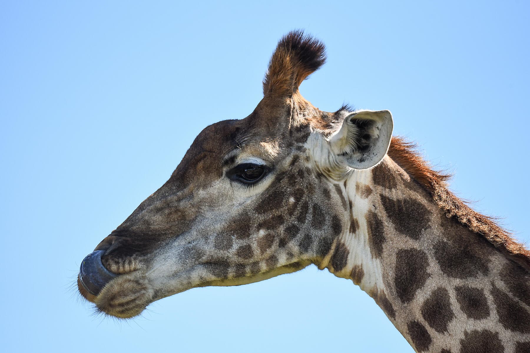 Namibie et Afrique du Sud