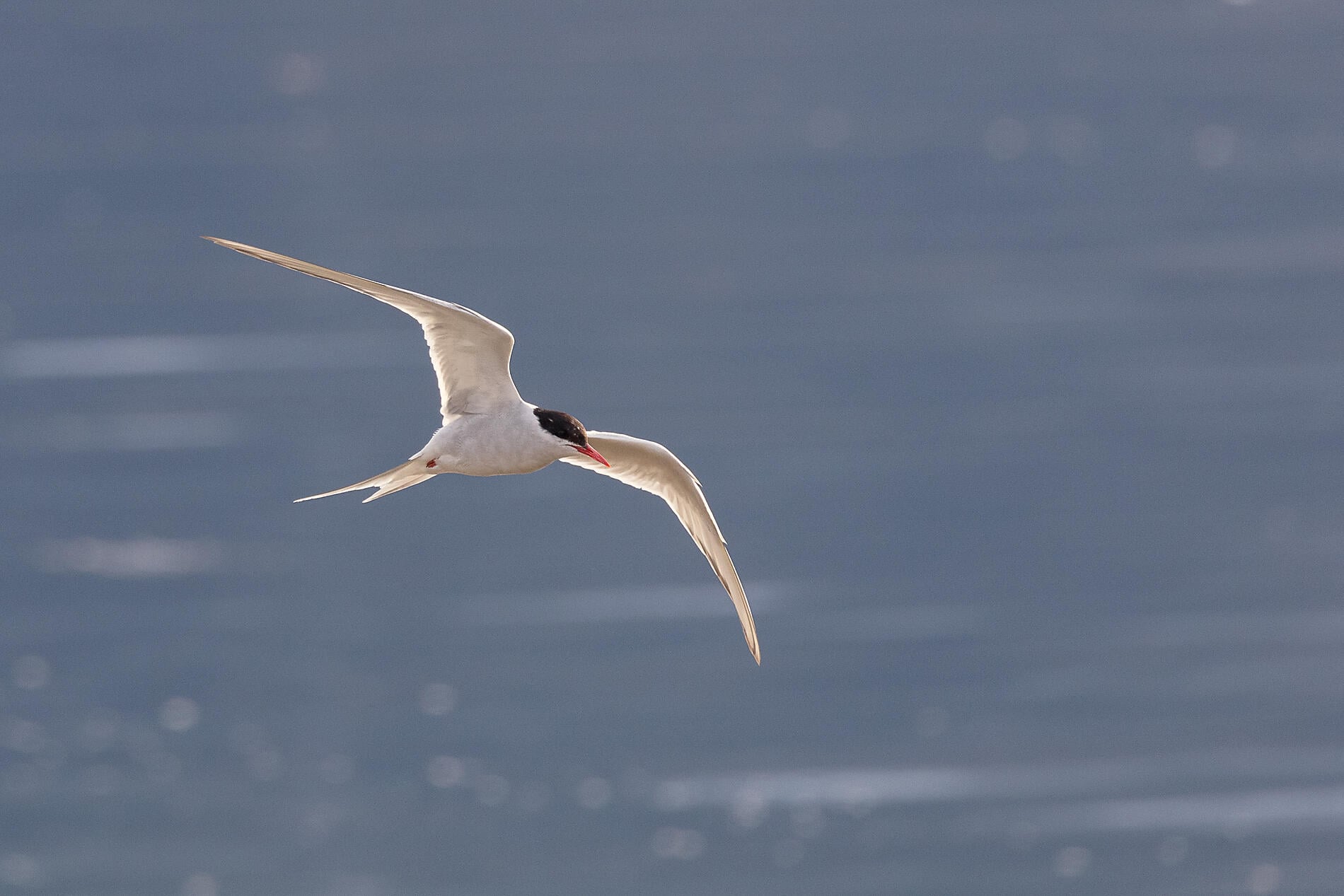 1_LR154-O220822_Arctic-tern-at-Magdalena-Fjord-Svalbard©PONANT-Photo-Ambassador-Sue Flood.JPEG