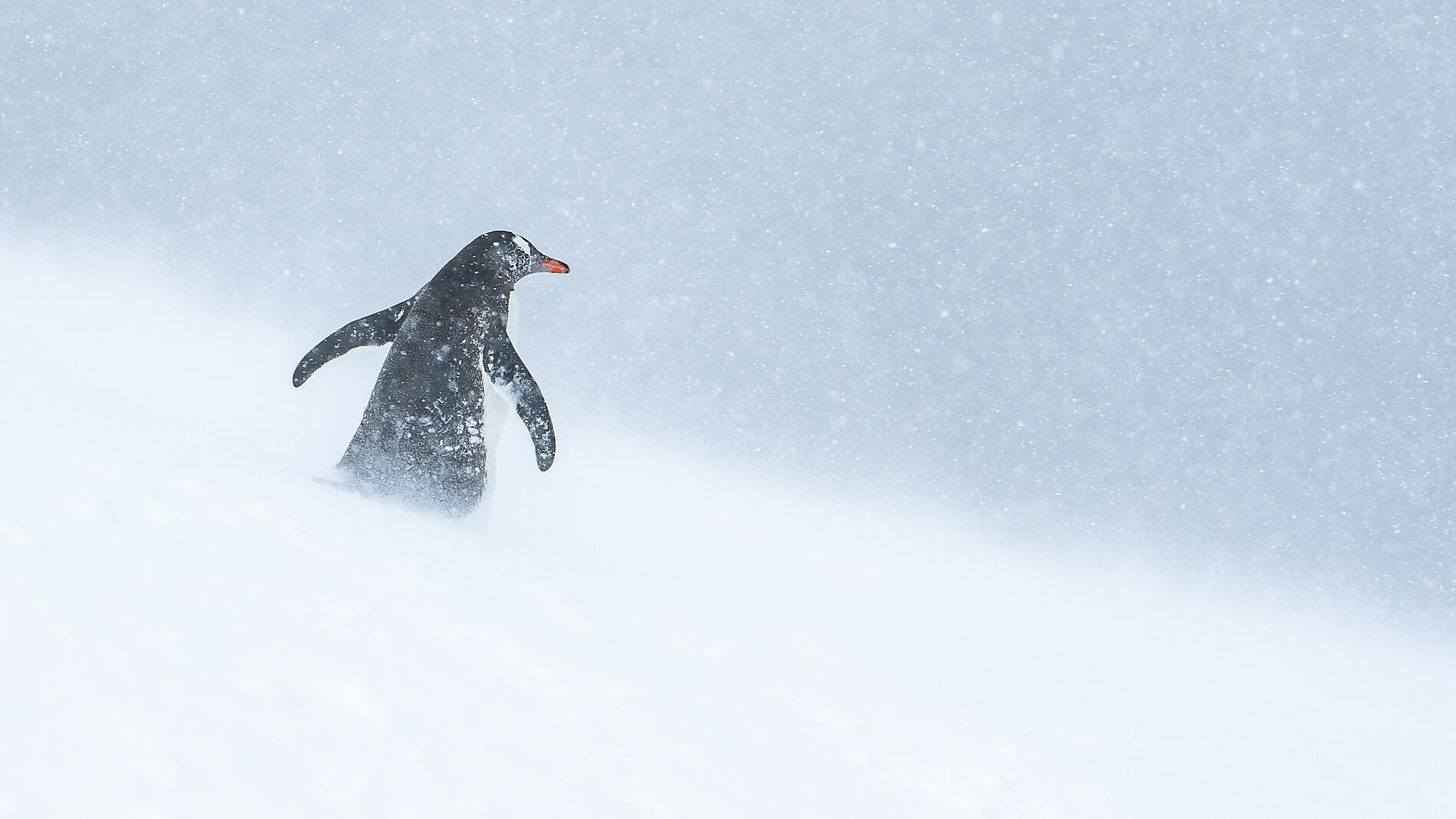 Entre deux continents, terres inexplorées orientales d'Antarctique