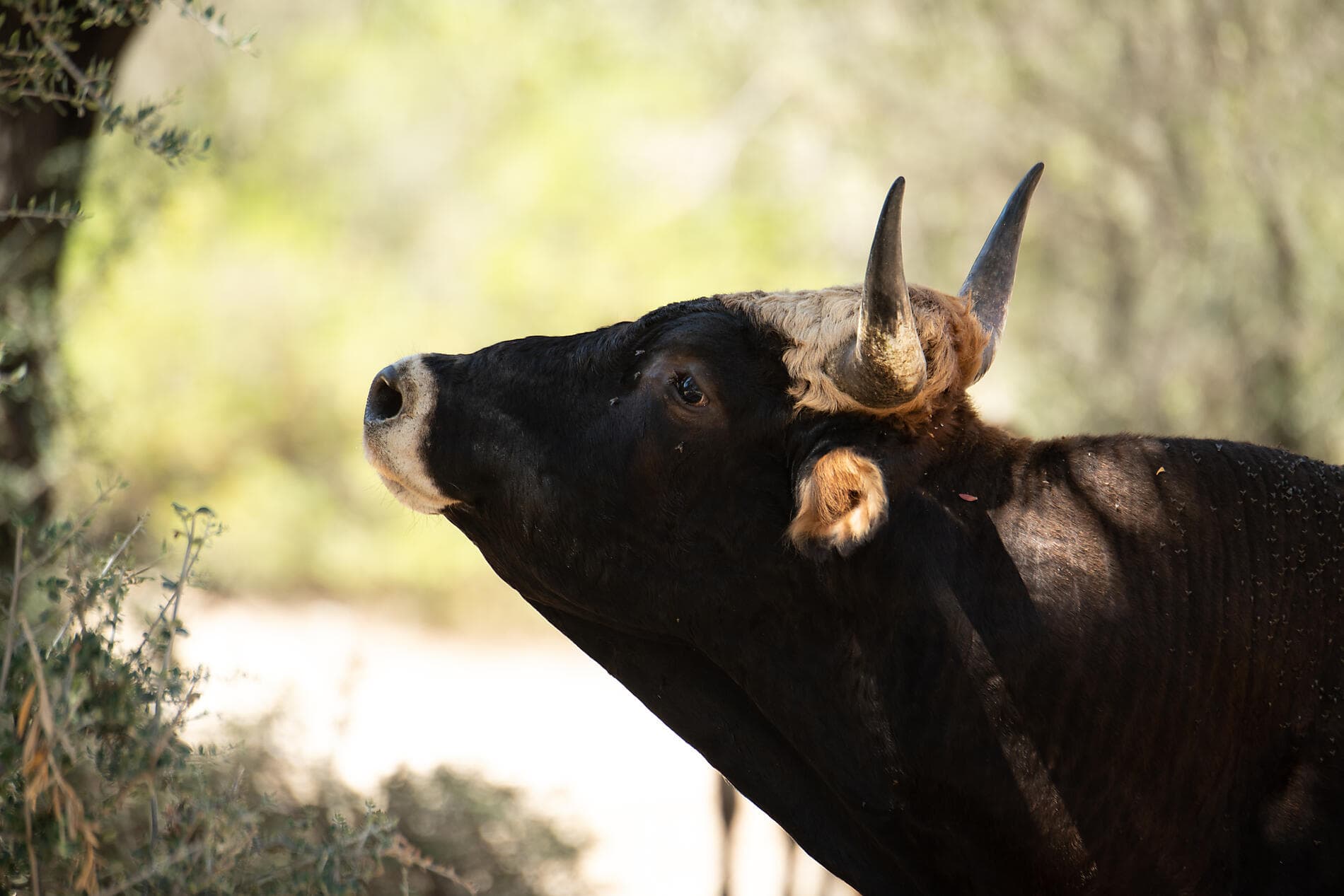 La grande boucle corse