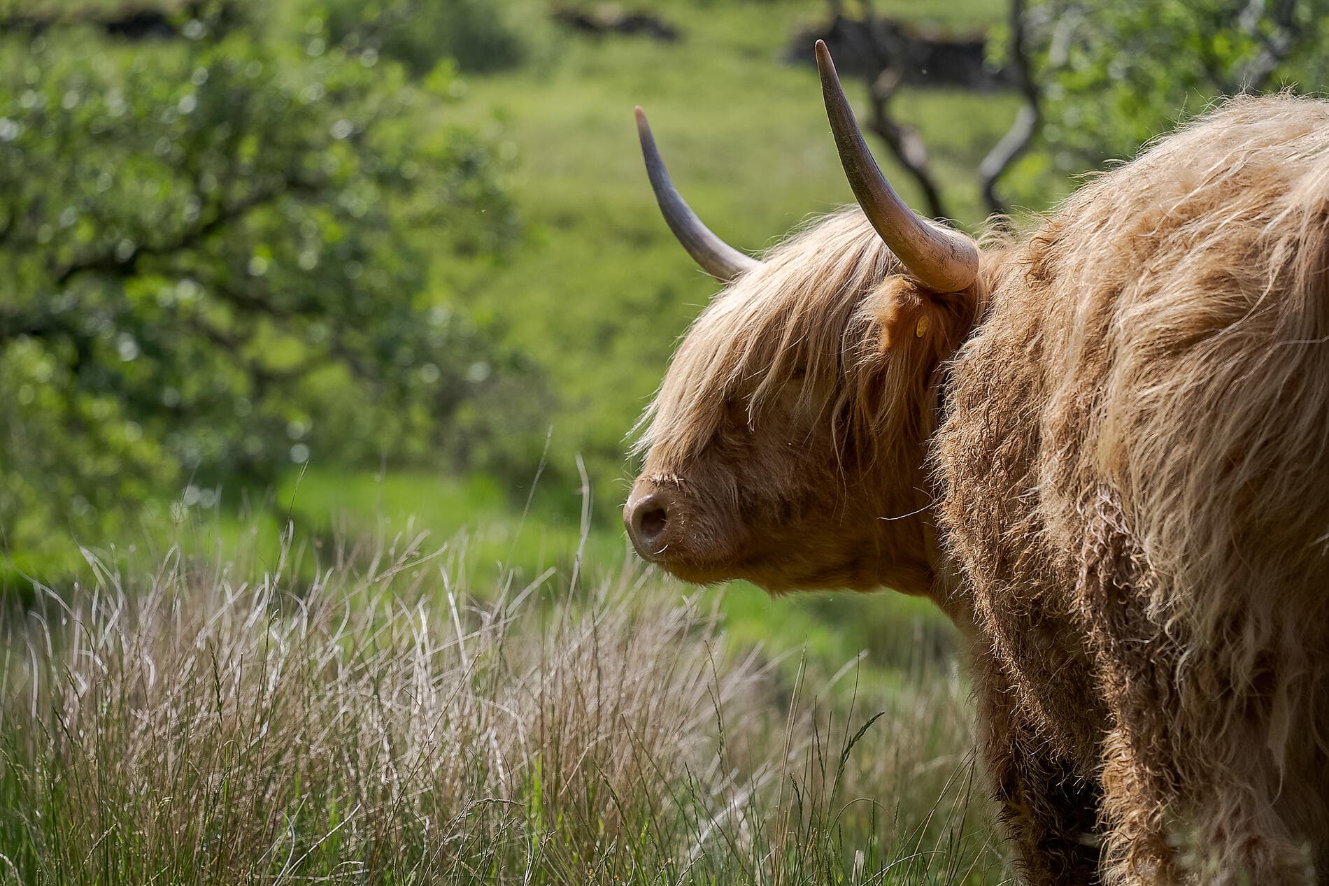 Hébrides et Highlands, terres de légendes