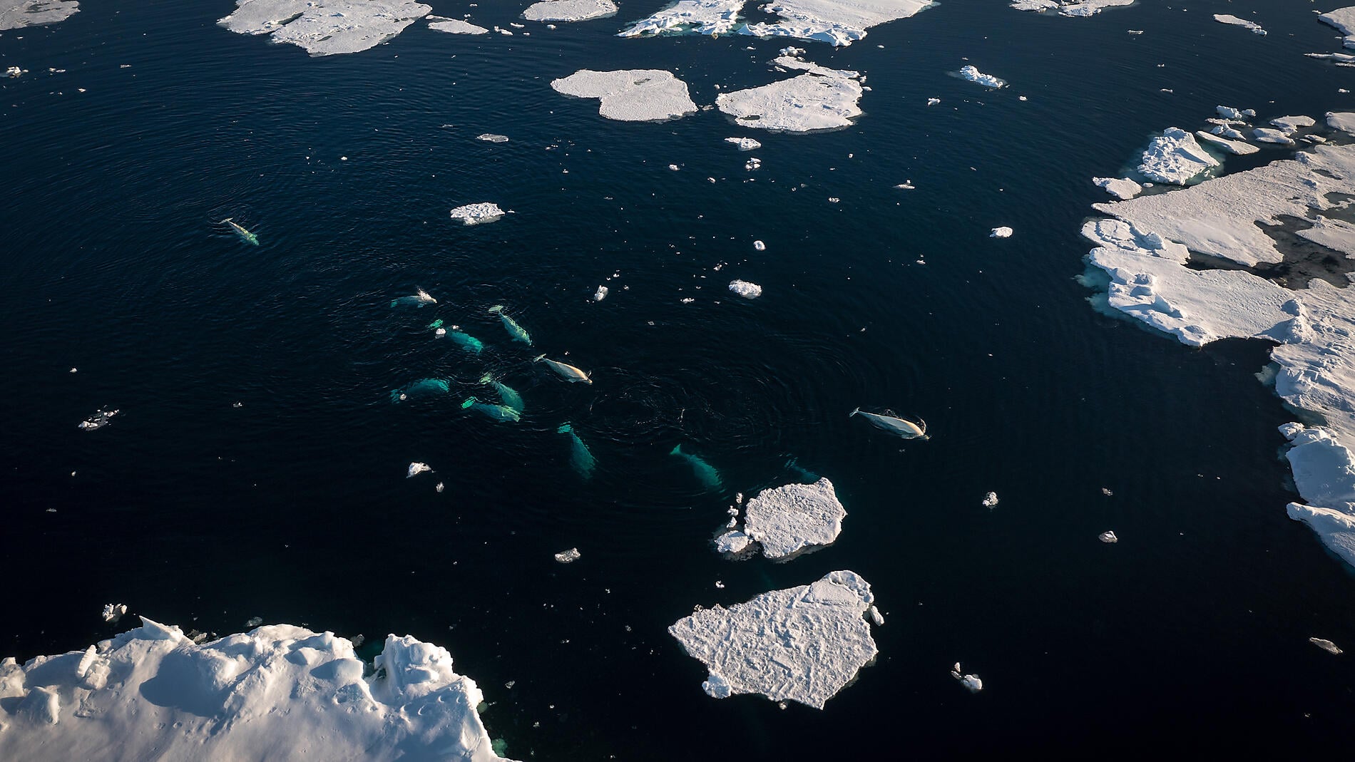 Au-delà des hommes Au-delà des hommes